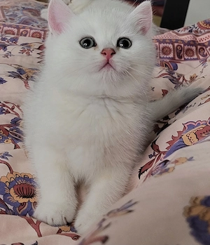 bkh kitten mit Stammbaum 