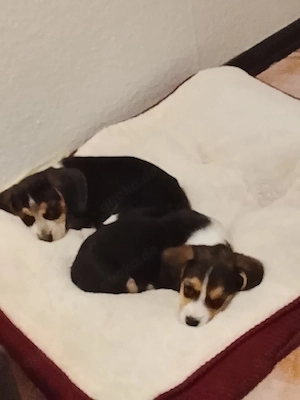 jack russel Beagle mix