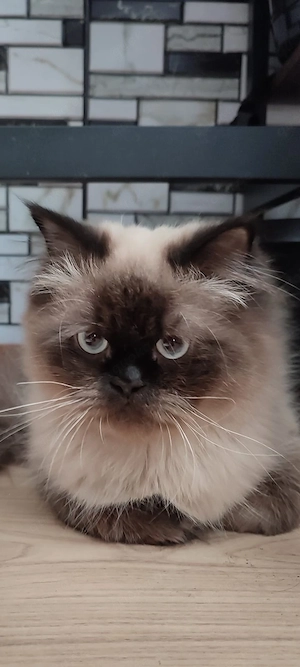 Perserkater Colorpoint als Deckkater (Kein Verkauf)