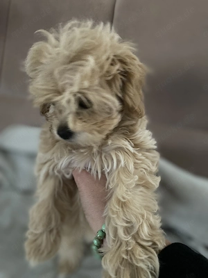 Maltipoo Welpen 
