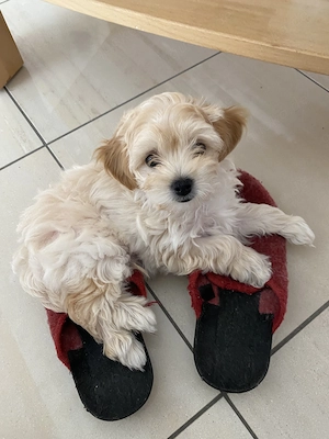 Maltipoo Welpen 