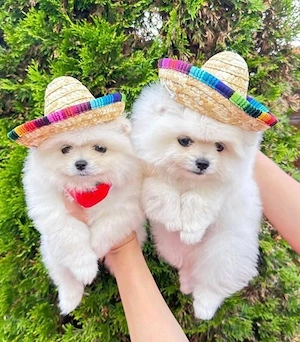 Super Pomeranian Zwergspitz Welpen