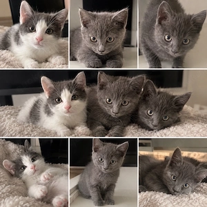 Drei kurzhaarige Hauskatzenbabys