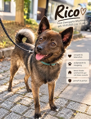Rico mini Schäferhund