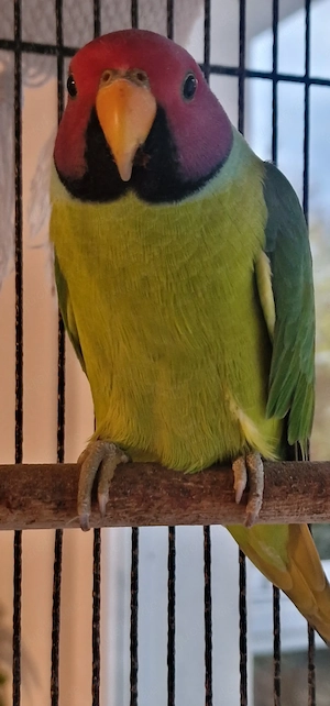 Pflaumenkopfsittich 