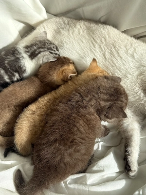 BHK Kitten 