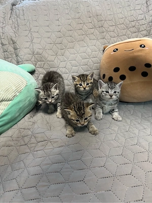 BKH kitten