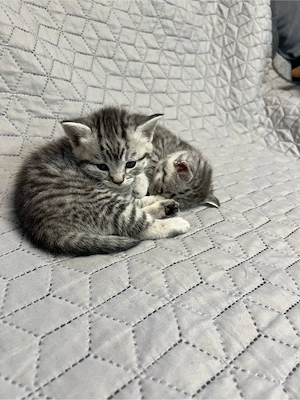 BKH kitten