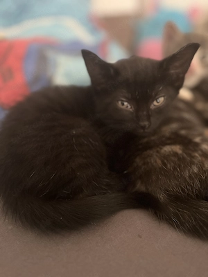 Kitten suchen ein Zuhause für immer