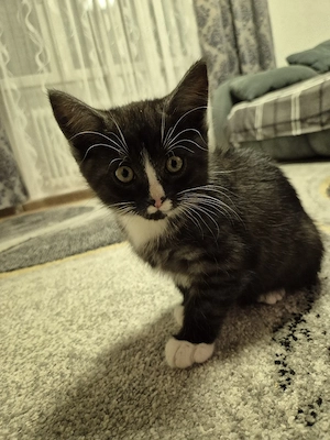  Baby-Kätzchen suchen neues Zuhause