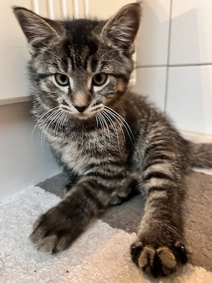 Süßer Baby Katze