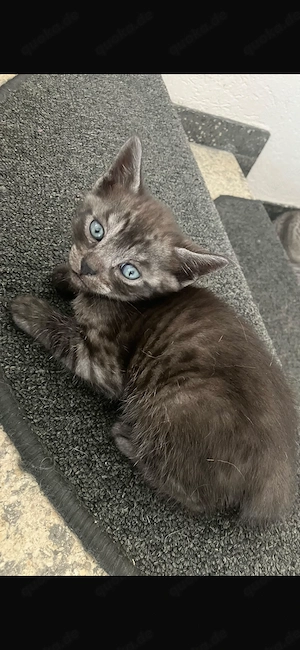 Bengal Mix kitten schwarz abgabebereit 