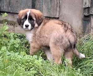 Collie-Bernhardiner-Mix-Welpe sucht liebevolles Zuhausee