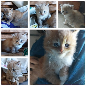 Babykatzen 3x Kater und 3x Katzen 