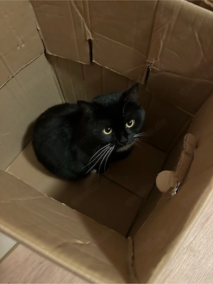   2-jähriger Kater sucht ein liebevolles Zuhause als Einzelprinz   