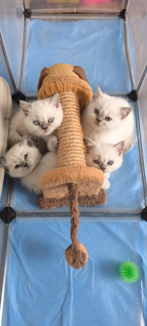 BKH Kitten 