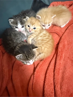 Wunderschöne BHK Kitten orange  schwarz-weiß getiegert