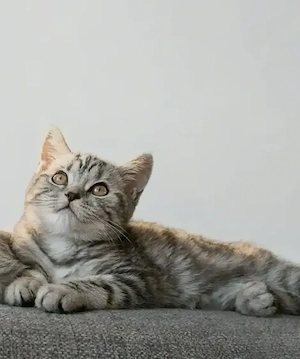 Wunderschöner, einzigartiger BKH Silver Tabby Kater sucht ein liebevolles Zuhause. 