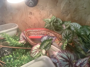 Kornnatter 2.2 Het. Scaleless.+ Terrarien+Zubehör+Futter  100 Eur.