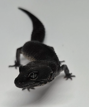 Black Night het Tremper Albino  Leopardgecko 