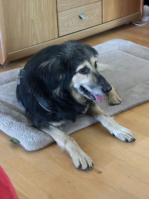 Suela sucht ein ruhiges Zuhause als Einzelhund