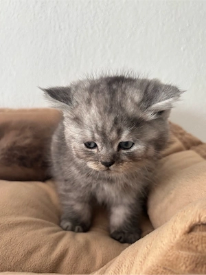 Himalaya- Britisch-Mischling - Kater