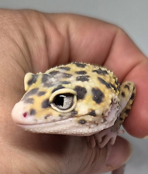 Leopardgecko HX Eclipse Ghost ph. TA