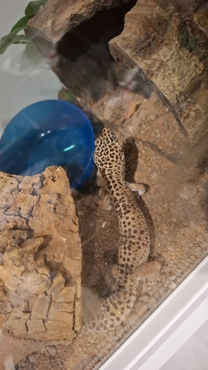 Leopardgecko männlich mit Terrarium 