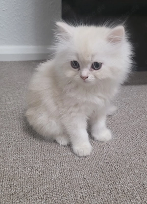 Britisch Kater