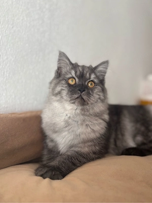 Himalaya- Britisch-Mischling Katze