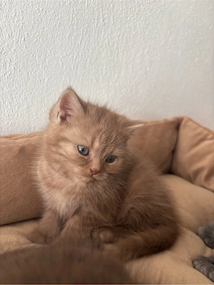 Himalaya- Britisch-Mischling - Katze