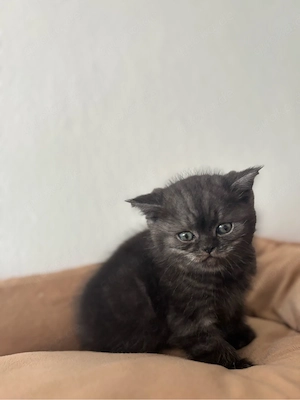 Himalaya- Britisch-Mischling - Kater