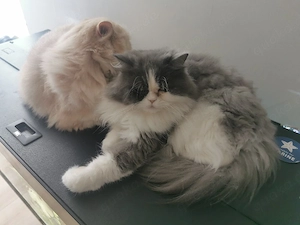 Perserkatze Mina abzugeben 