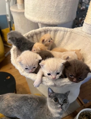 bkh British shorthair 