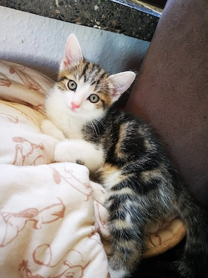 Katzenbabys suchen ein neues Zuhause 