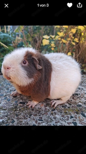 US-Teddykastrat und Glatthaarmeerschweinchen
