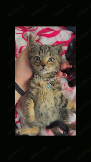    Liebevolle Classic-Tabby-Katze sucht ein schönes Zuhause   