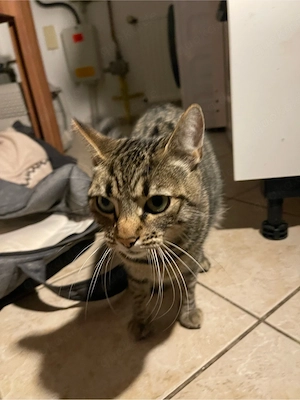 katze zum verschenken