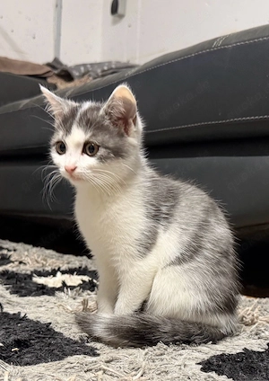    Süße kleine Katze sucht ein liebevolles Zuhause!     