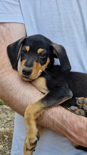 Frankie   ein kleiner Herzensbrecher sucht sein Glück!