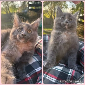 Wunderschöne XXL Maine Coon kitten Katzen 12 wochen
