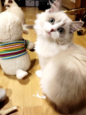 süße Ragdoll-Kätzchen suchen ein liebevolles Zuhause