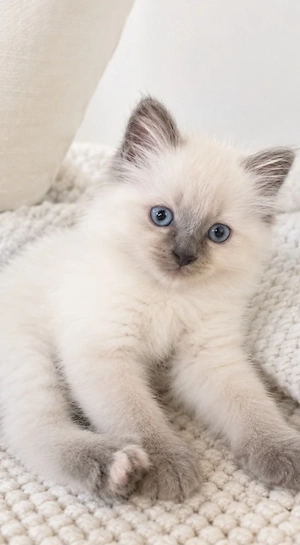 Heilige Birma Kitten Kater Katze