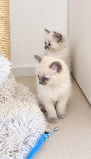 Heilige Birma Norwegische Waldkatze Kitten Kater Kätzin