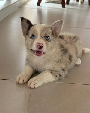 Border Collie Blue Merle   Ember sucht ein liebevolles Zuhause