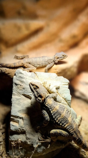 suche weibliche schleuderschwanzagame! stellagama stellio vulgaris ! 
