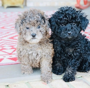 Labradoodle-Jungs