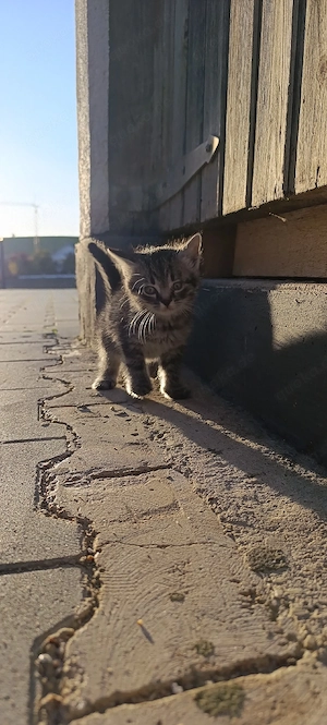 kleine katzen 