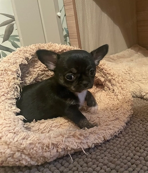 Chihuahua Welpe Hündin Black Trindel reinrassig sucht noch ihre Familie 