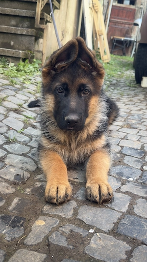 Schäferhund, Welpe, Rüden 